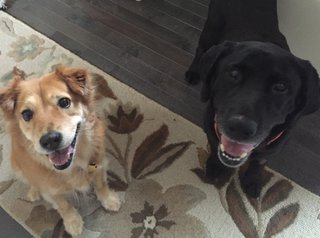 Tantameng's dogs, Trixe (left) and Labrador Papi (right).